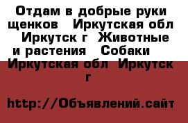 Отдам в добрые руки щенков - Иркутская обл., Иркутск г. Животные и растения » Собаки   . Иркутская обл.,Иркутск г.